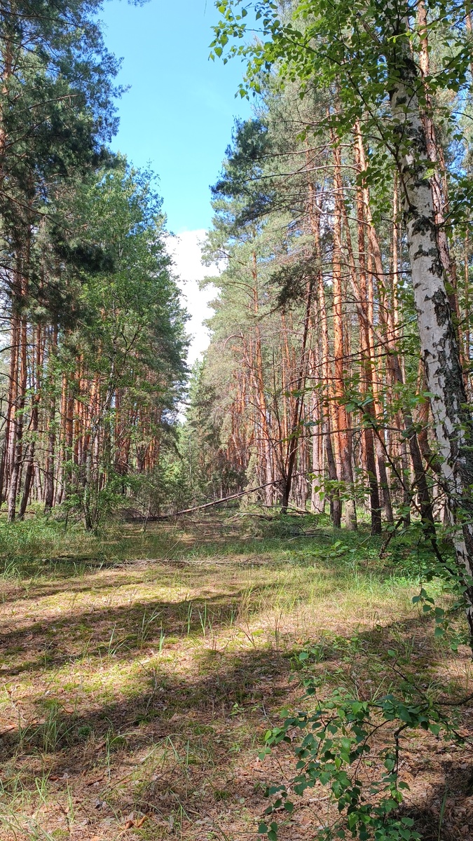 Похоже на аллею) 