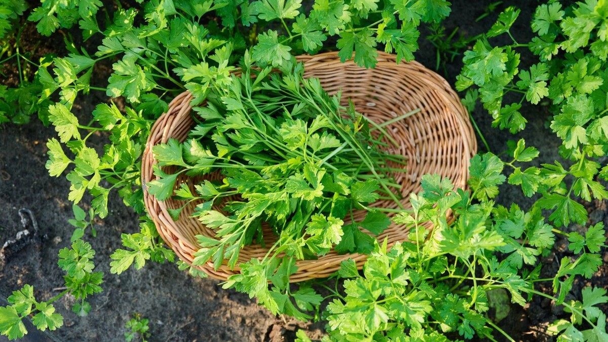    Фото: VH-studio/Shutterstock/Fotodom