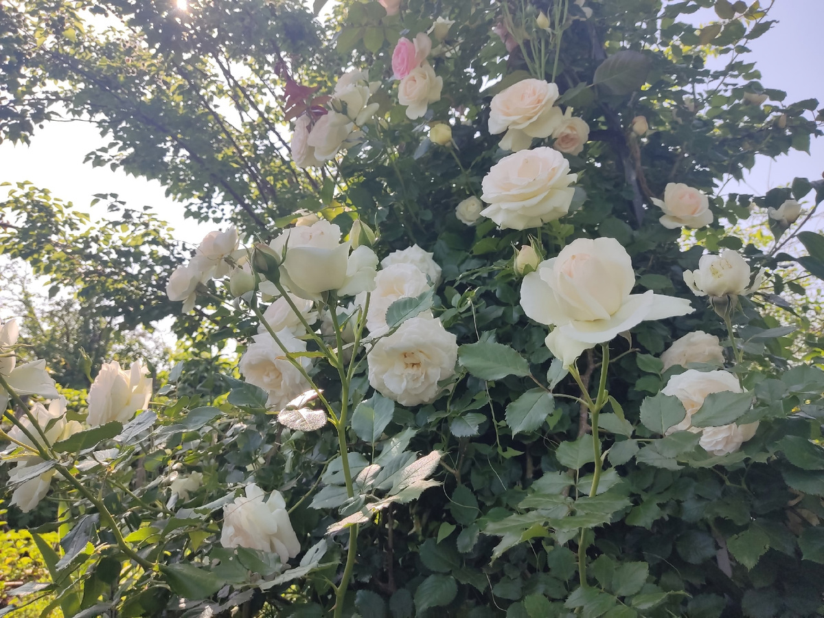 На одной стороне обелиска Palais Royal, на другой Pierre de Ronsard