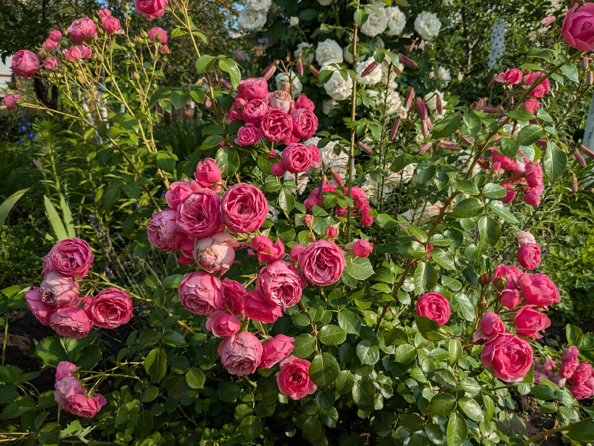 Роза флорибунда Pomponella