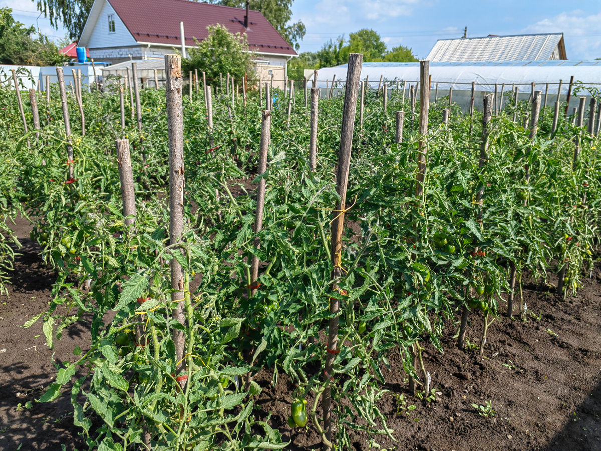 Мои томатные грядки 3 июля 2025