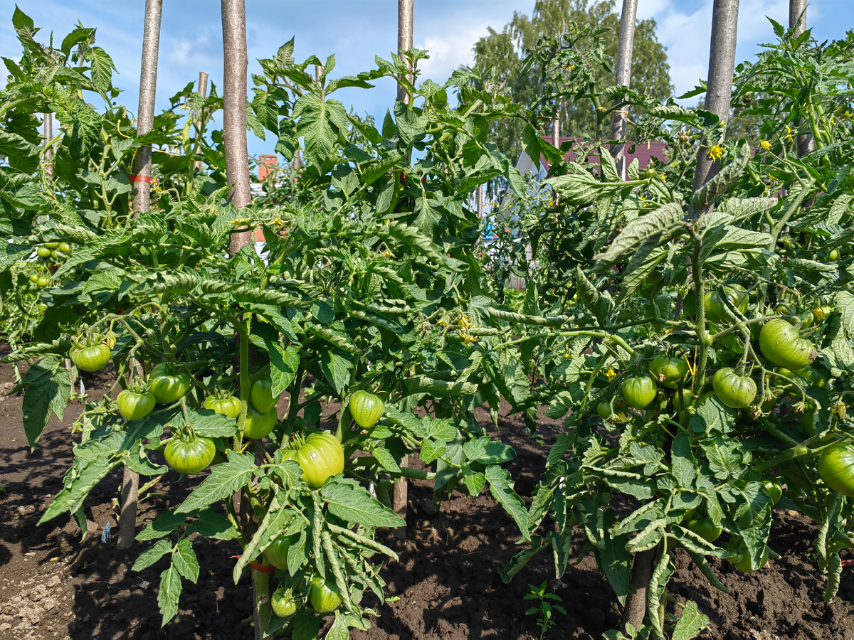 Какой-то новый сорт