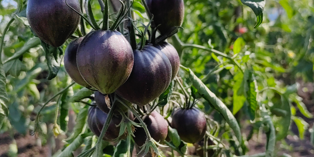 Помидоры в открытом грунте после ливней и похолодания. 3 июля