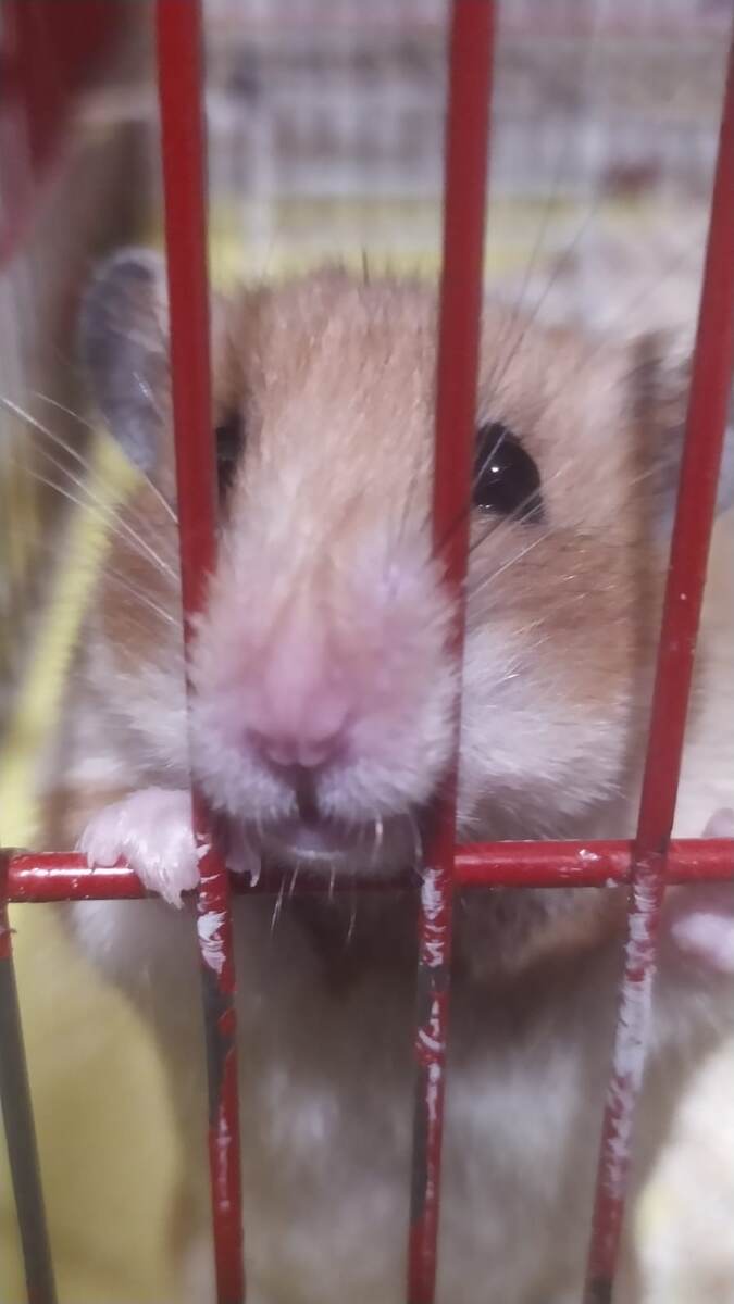 Цикорий/ Пирожок/Булочка