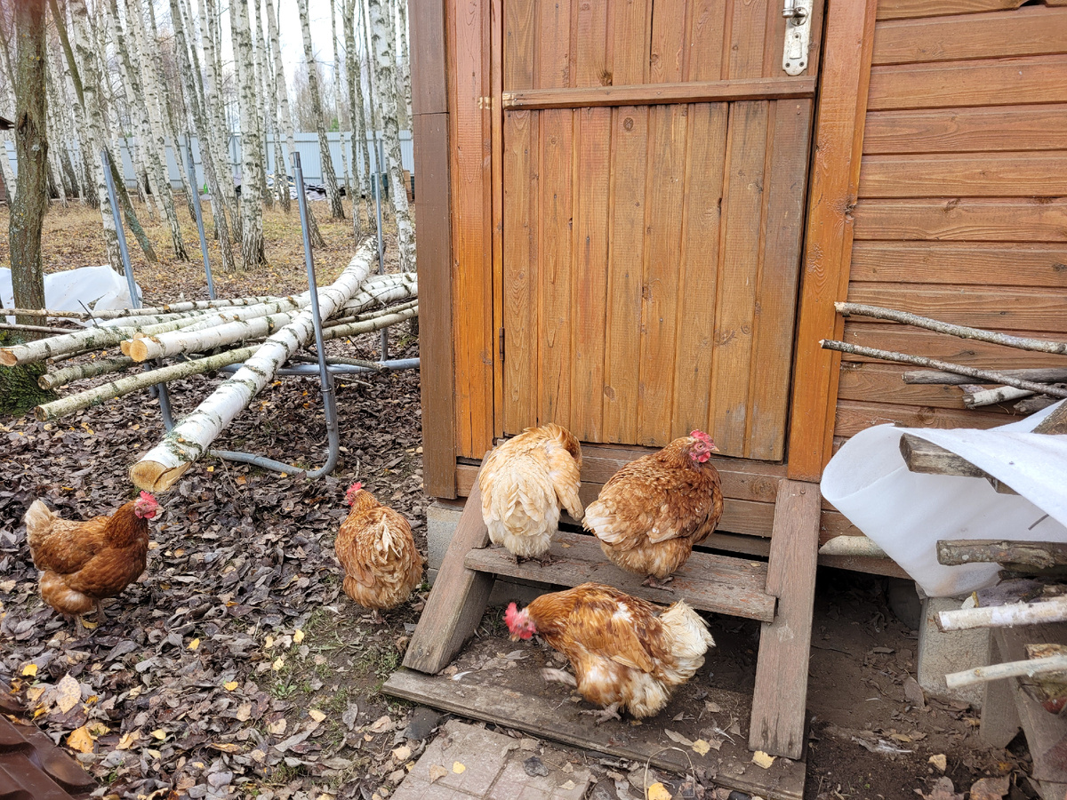 За дверью корм