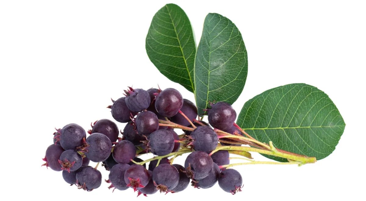 свобод.истоник.