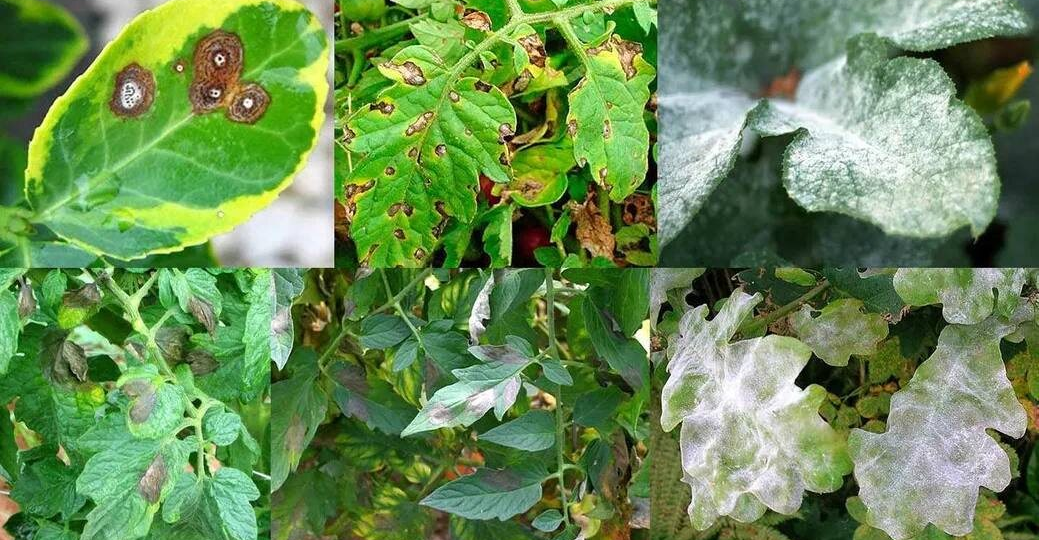 Аспирин: доступное удобрение и метод борьбы с грибком на растениях в огороде и саду