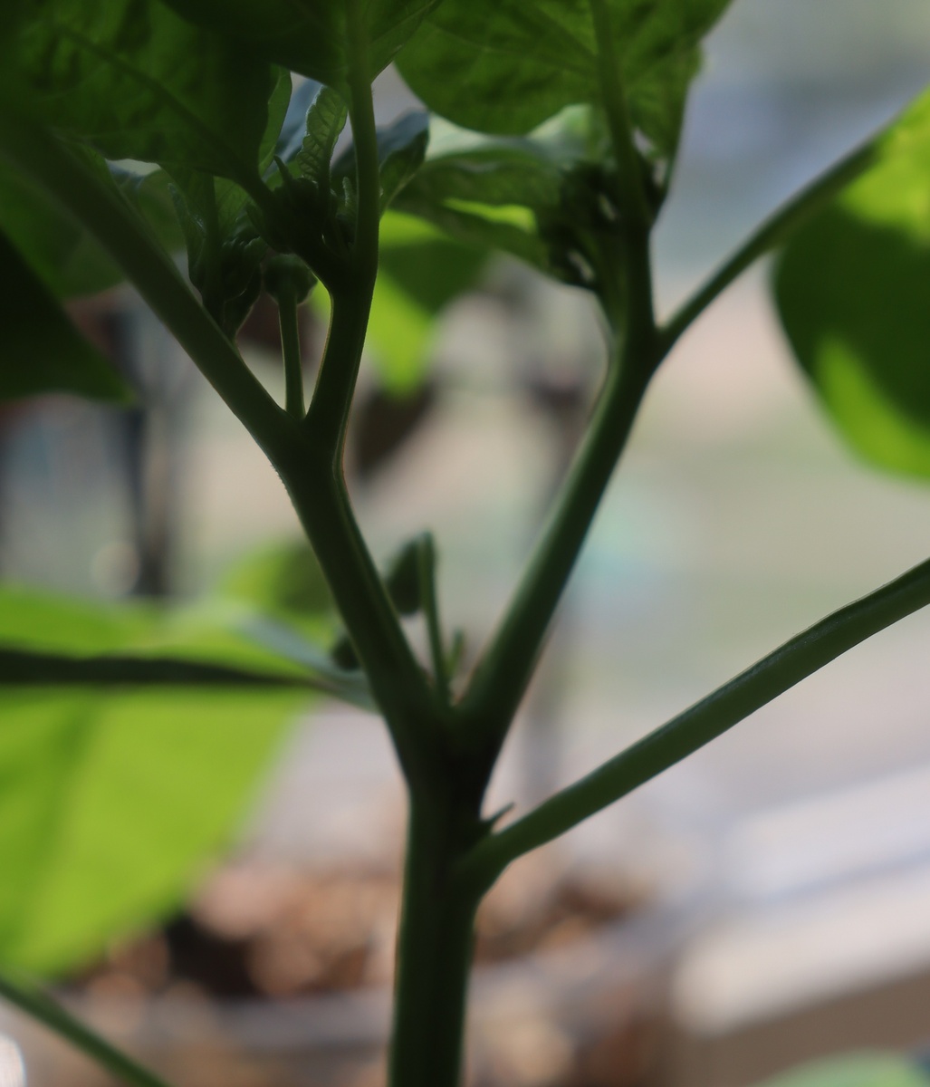 на каждой развилке по цветку.