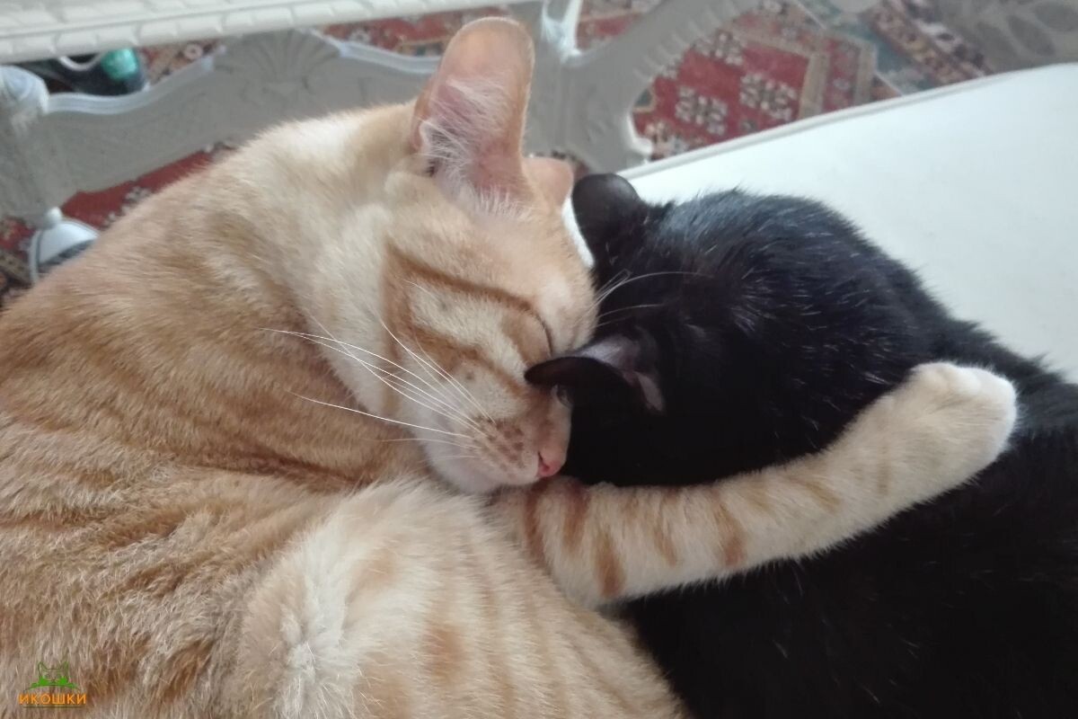 Кошки обнимаются 