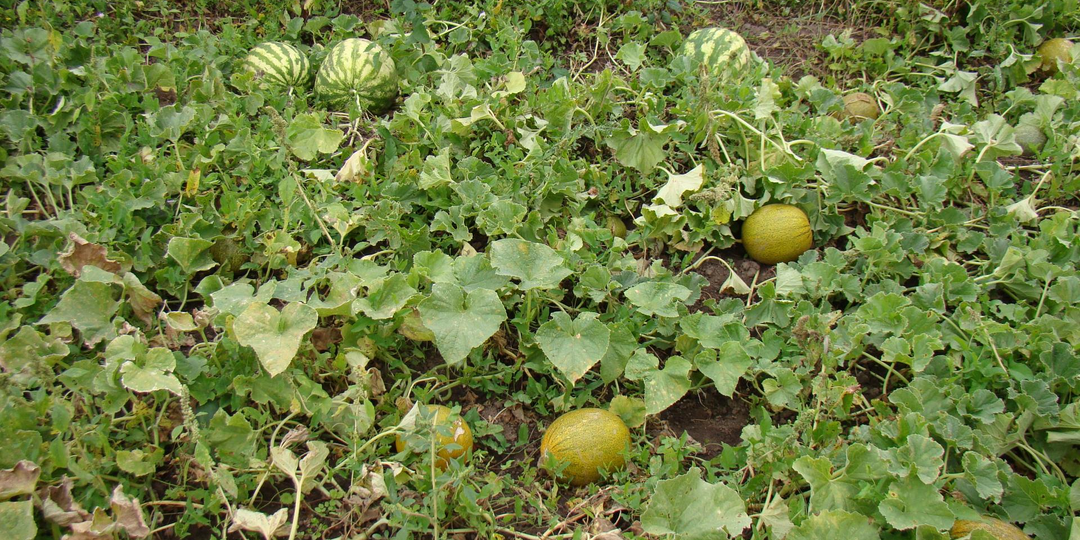 Чем подкормить дыню и арбуз во время созревания, чтобы плоды были сладкими и сочными