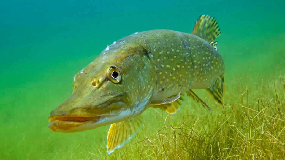 Кровожадный монстр или всего лишь рыба-одиночка? В Сибири щук боятся больше медведей