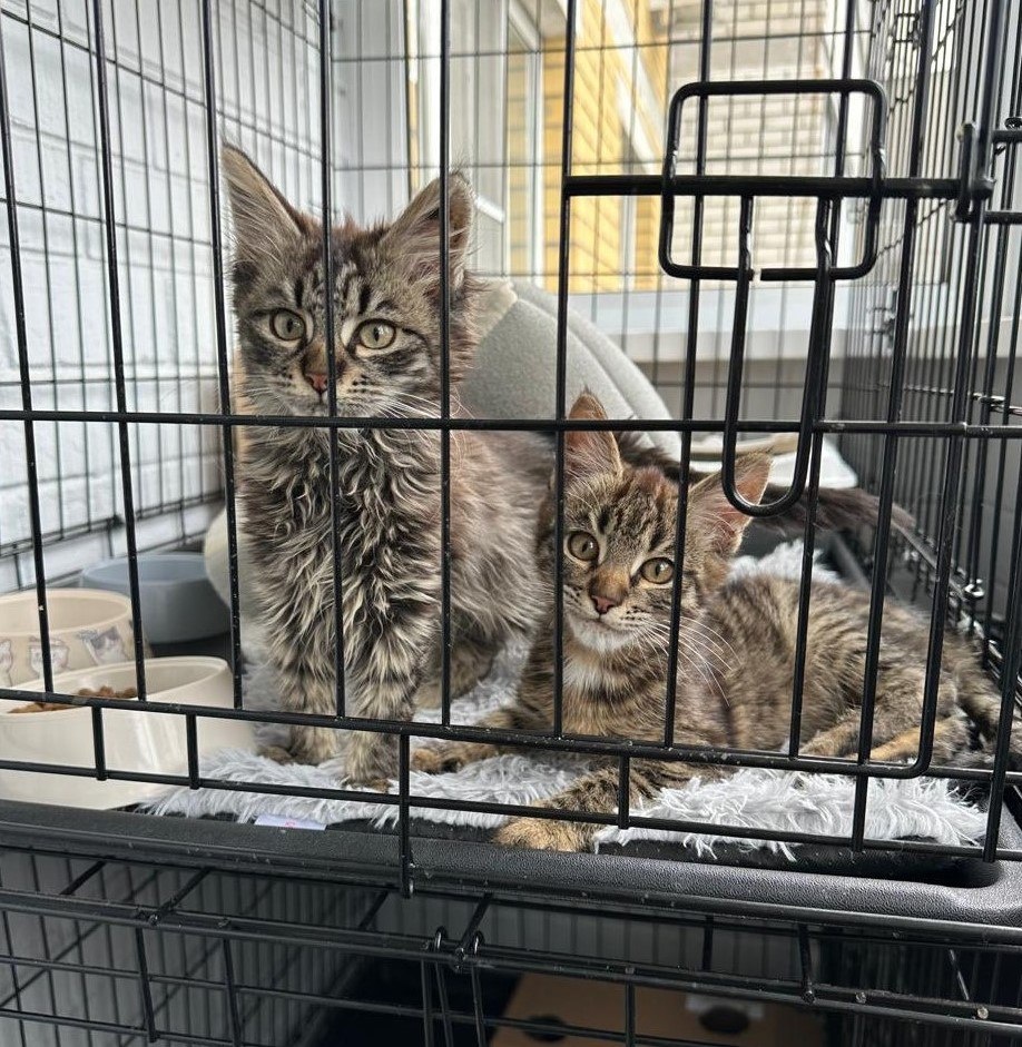     Фото: управление экологии