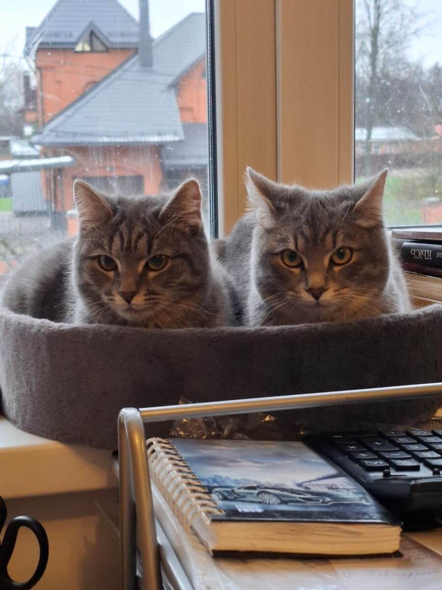 Да, вот они, наши героини, бывшие котята с помойки. Обо всем по порядку