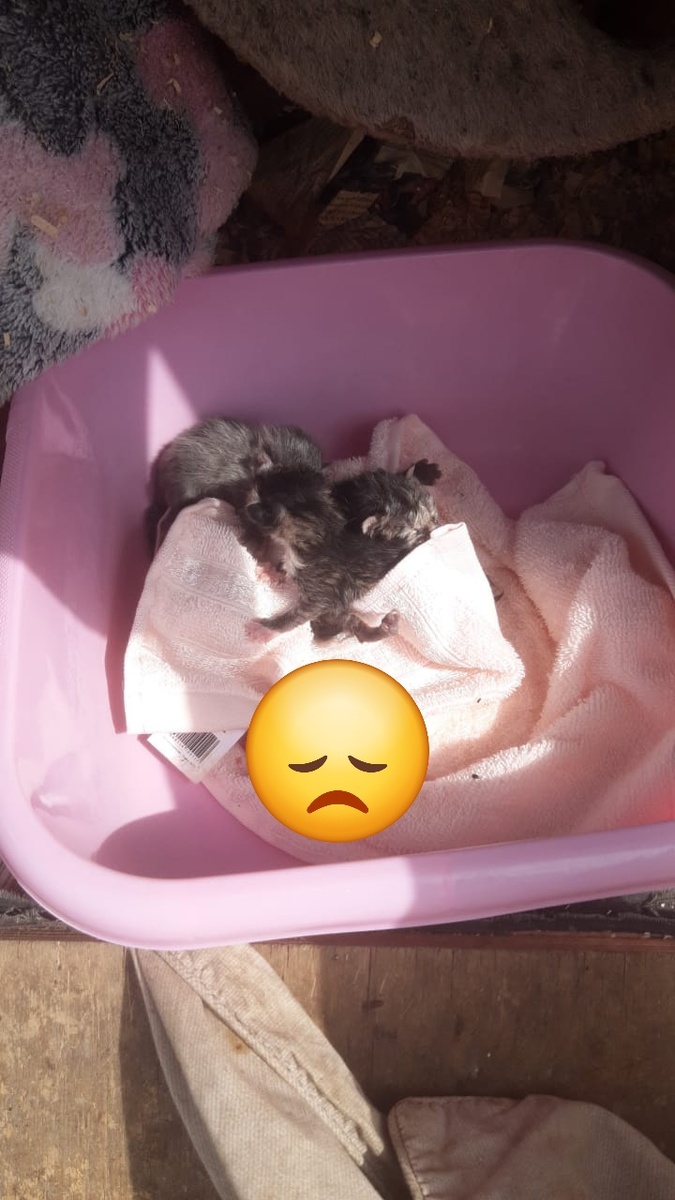 Вот в таком новом розовом тазу лежали на помойке эти несчастные котята
