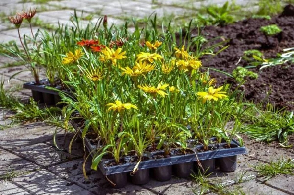    В Твери выкосили 54 тысячи «квадратов» травы