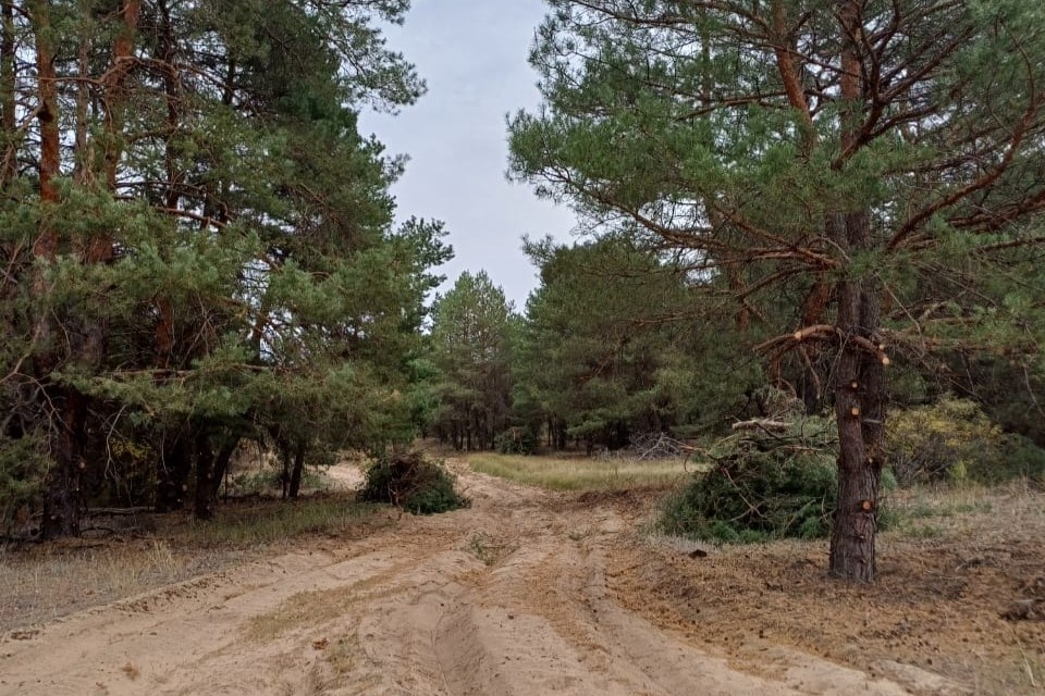   Фото: donland.ru. Галина Ященко