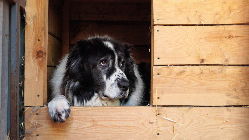 Фото: Марина Молдавская / Коммерсантъ