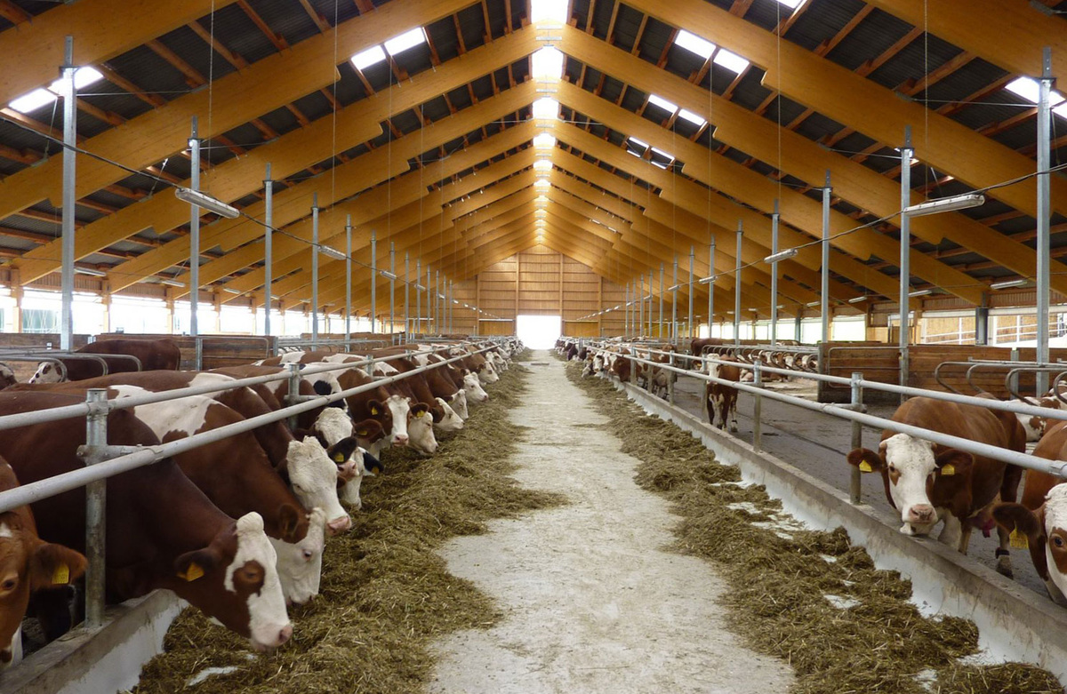 Современный коровник