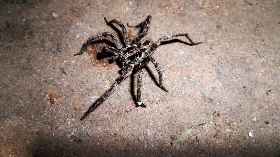 Пещерный паук, фото с сайта https://www.walmart.com/