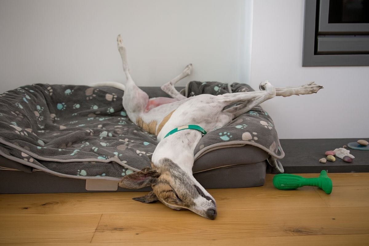 Расстройство поведения во сне