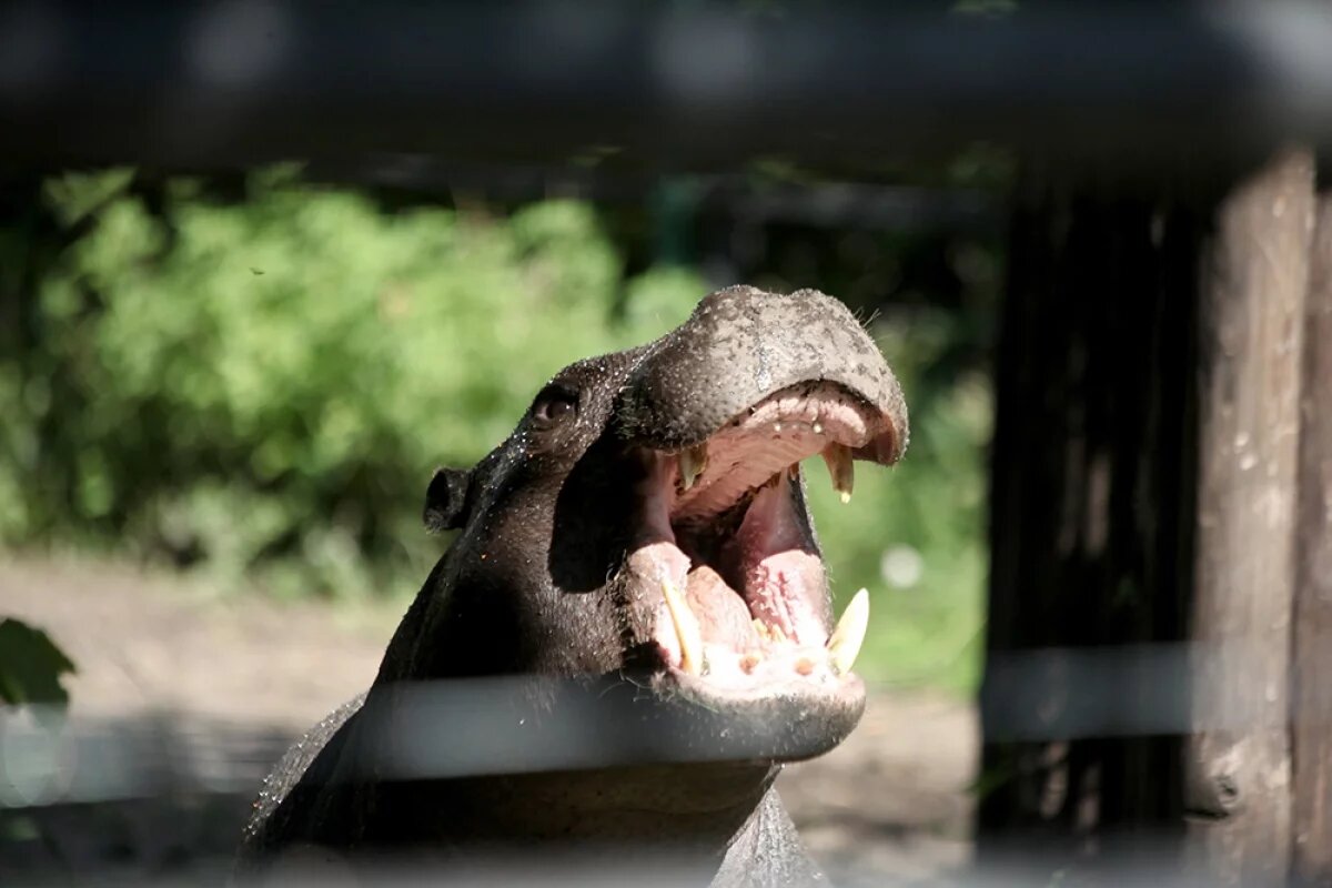    Старейший бегемот России Кениг отметил день рождения в селе Большеречье