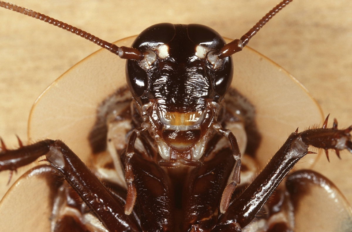 R. Koenig/blickwinkel/Global Look Press