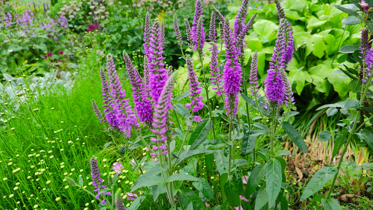 Вероника длиннолистная Фест Матч (First Match)