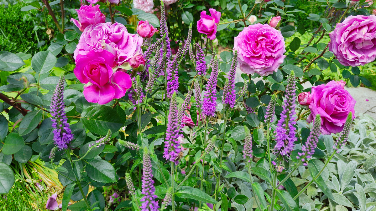 07.06. Вероника длиннолистная Фест Матч (First Match)