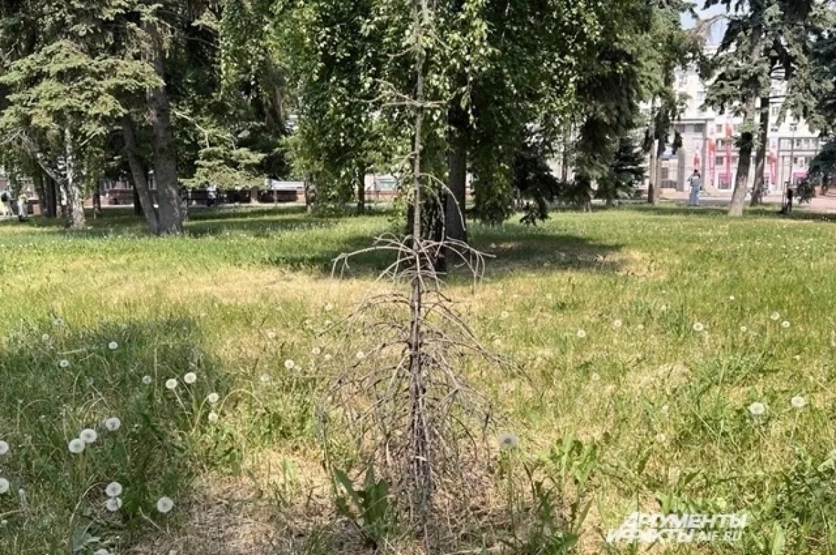    Гибель саженцев остается для челябинцев актуальной темой.