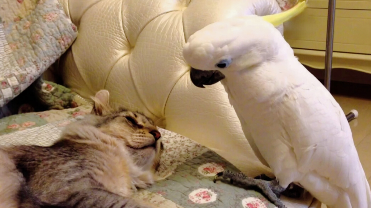 Ты, говорят, вчера синичку съел !?