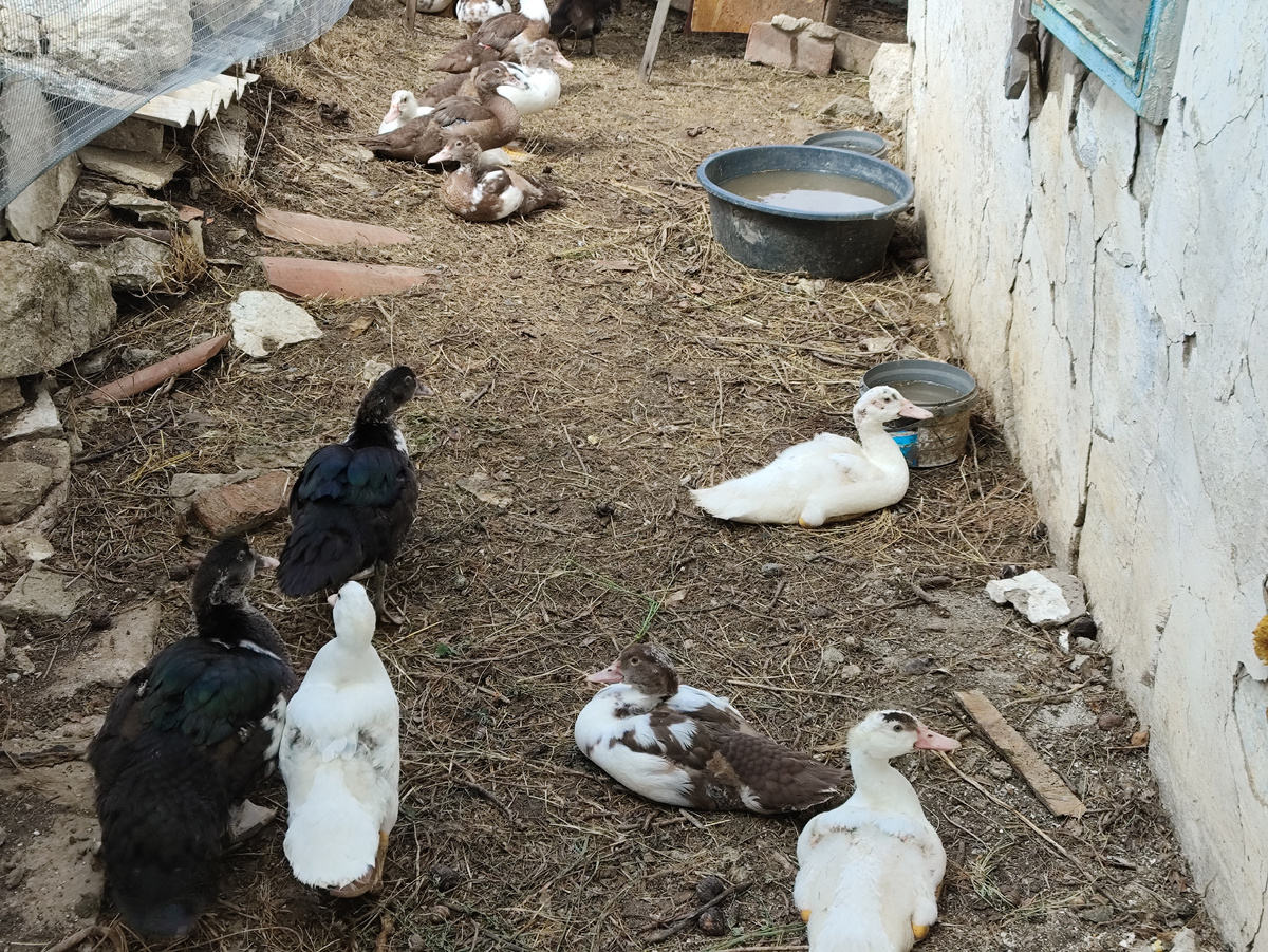 Наелись мяска, отдыхают