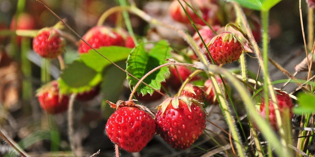 Земляника и клубника: в чем разница между ягодами и как их отличить