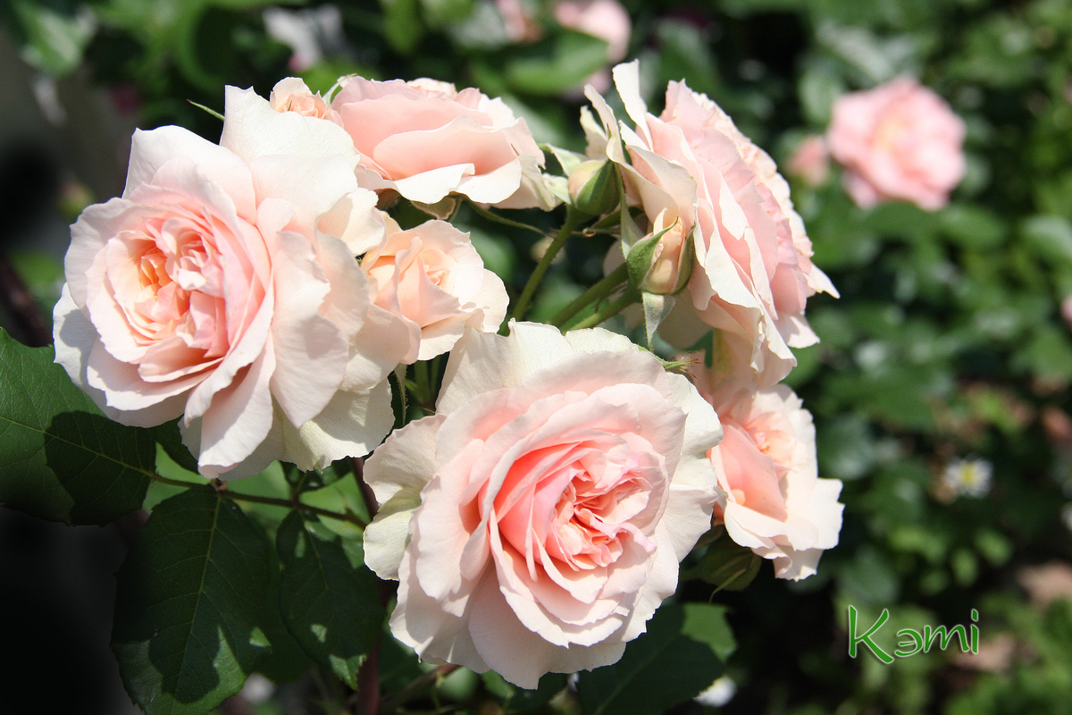 Чудесный пересорт 2023 года. Крупные цветы по несколько в кистях - это впечатляет.