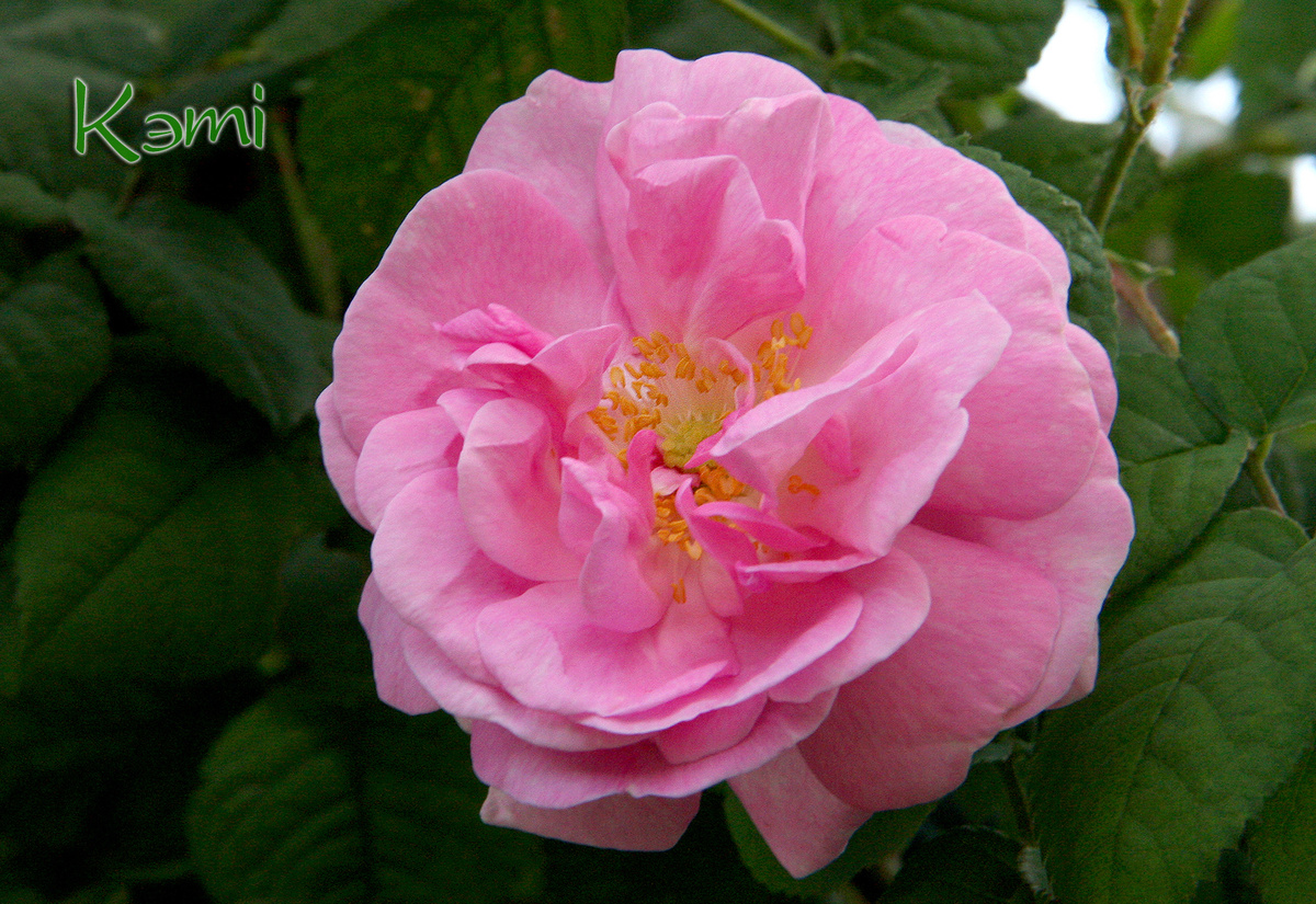 Старинная плетистая роза в моем саду.