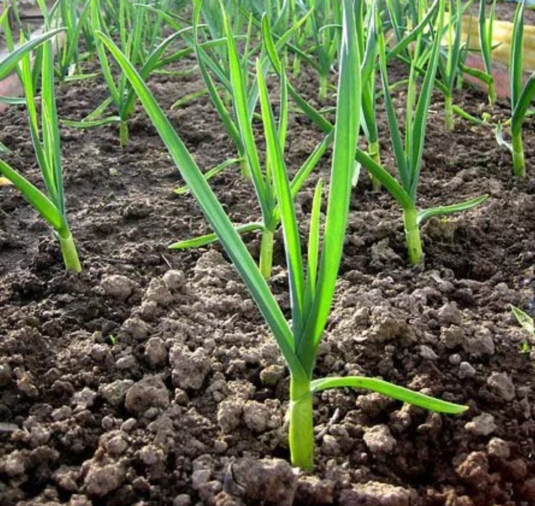 Копайте в сухой день. 