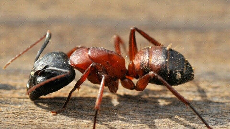 Фото с сайта https://ru.pinterest.com/pin/carpenter-ant--321937073333340240/