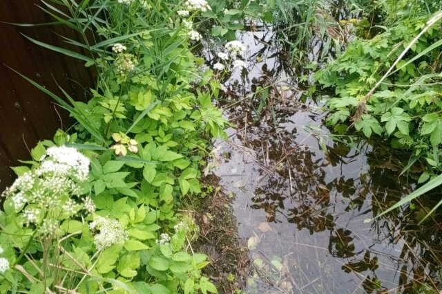    Вода стоит в огородах местных жителей и уже подбирается к строениям. Фото:  предоставлено Валентиной Герасимовой