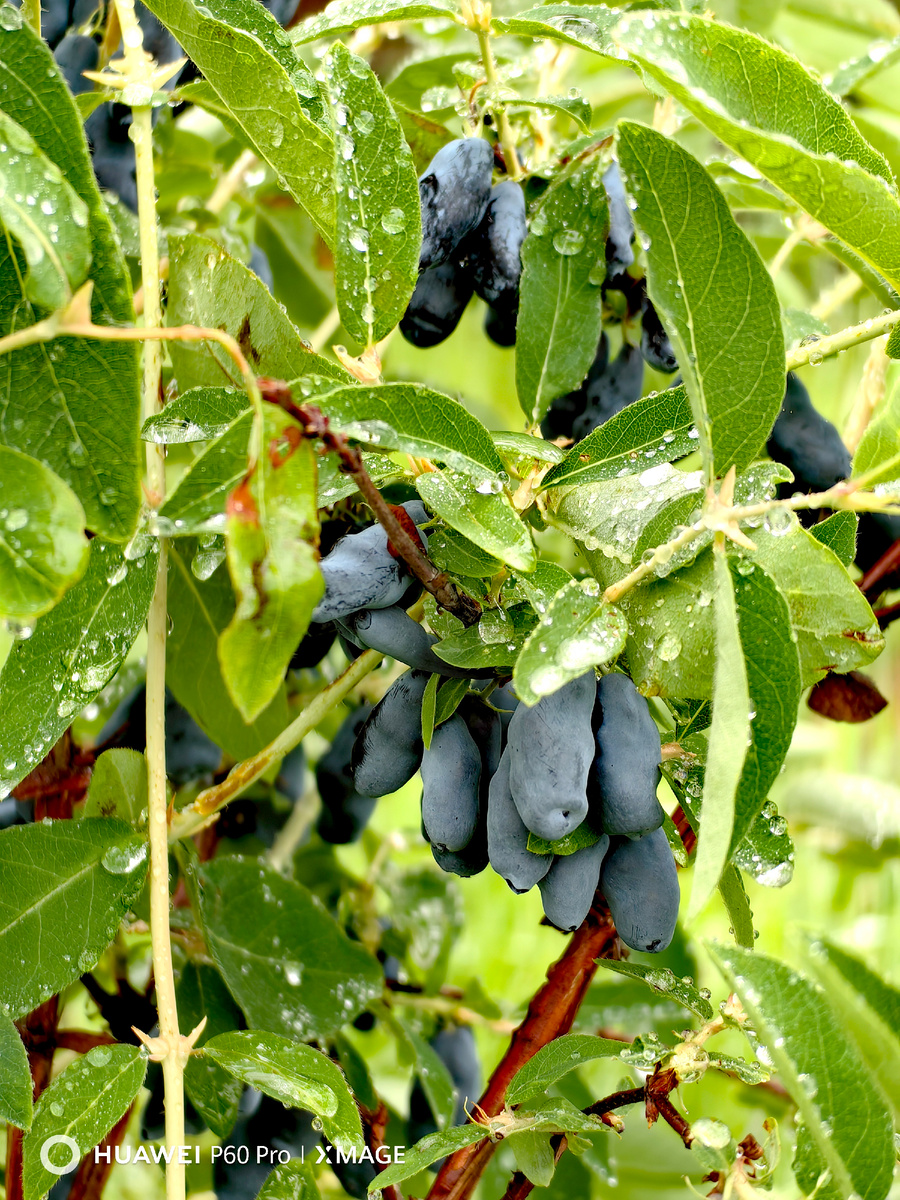 Бакчарский великан.