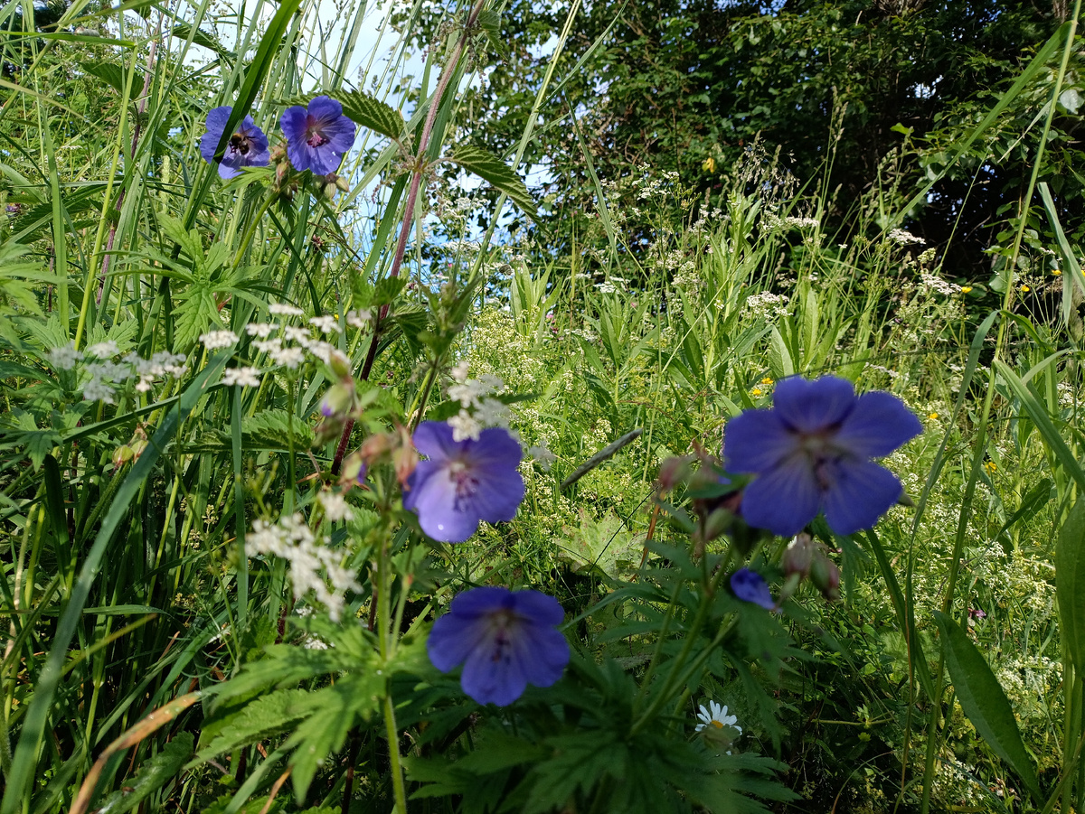 Вот этот ☝️