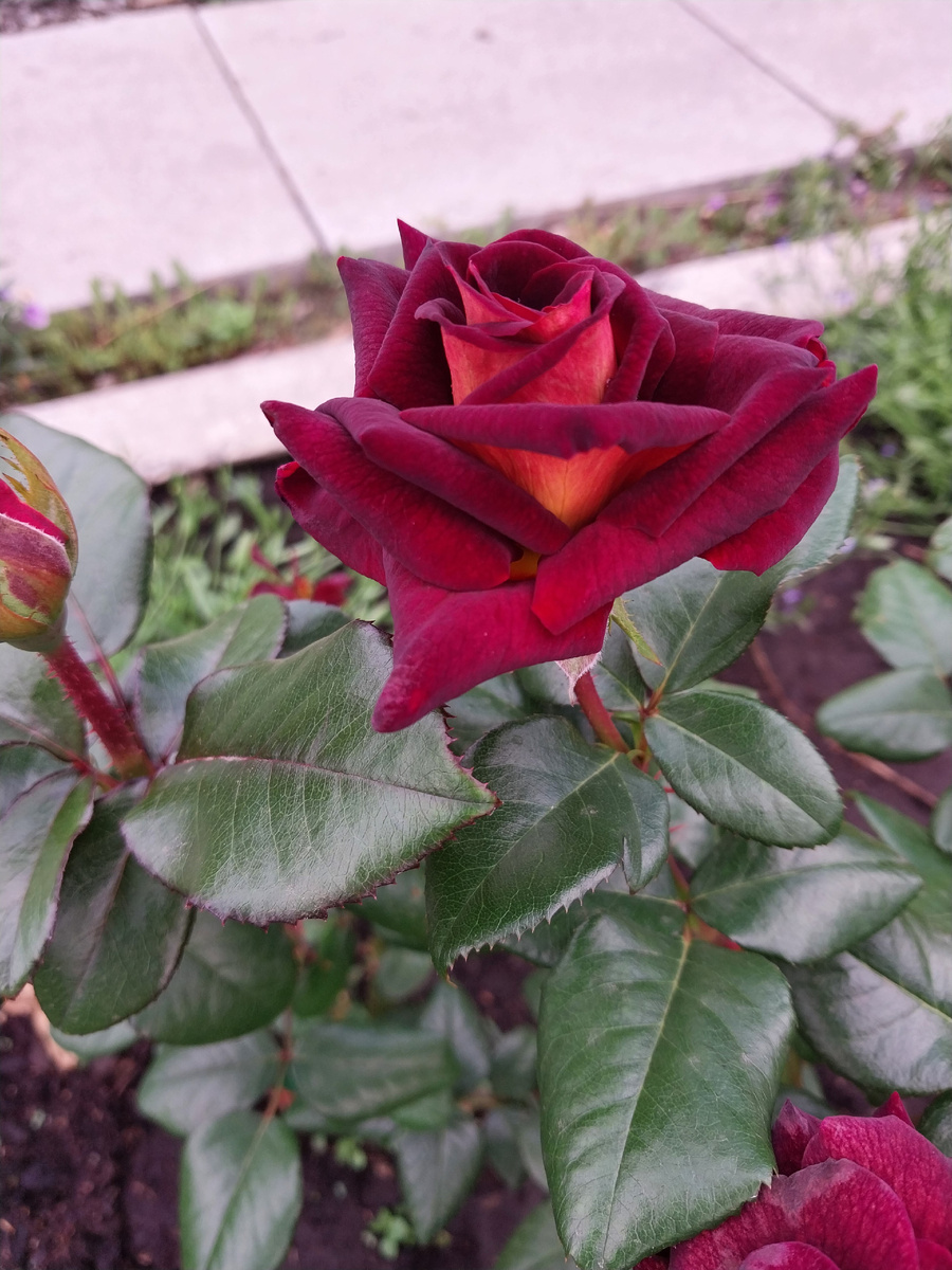 чайно-гибридная роза "Eddy Mitchell"