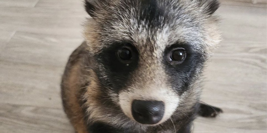 Под Москвой ищут домашнюю енотовидную собаку Машу