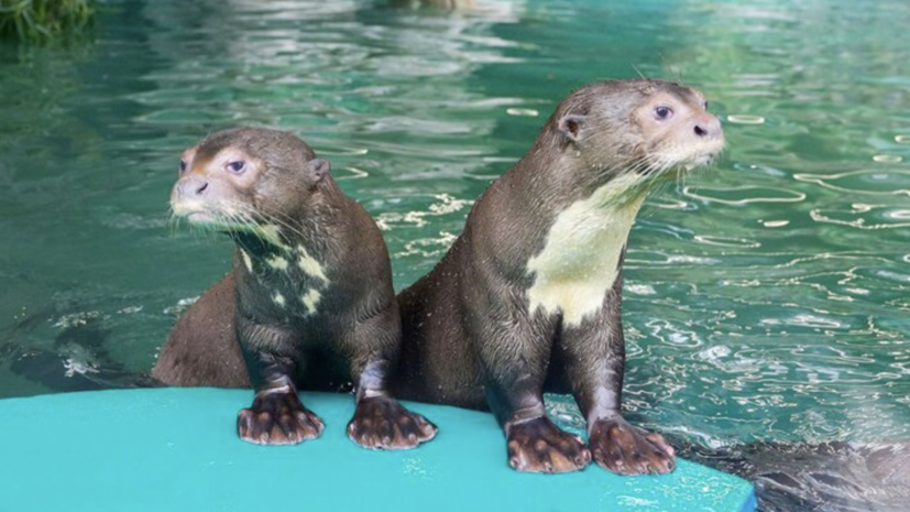    Пресс-служба Департамента культуры города Москвы