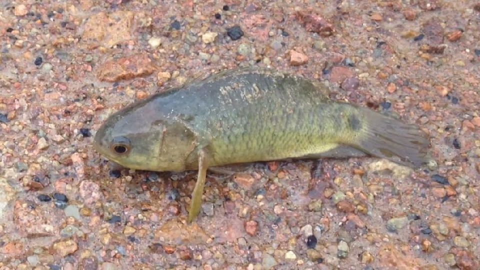 Фото с сайта https://storage.googleapis.com/dkaltbkknqbrue/fish-that-climb-trees-in-australia.html