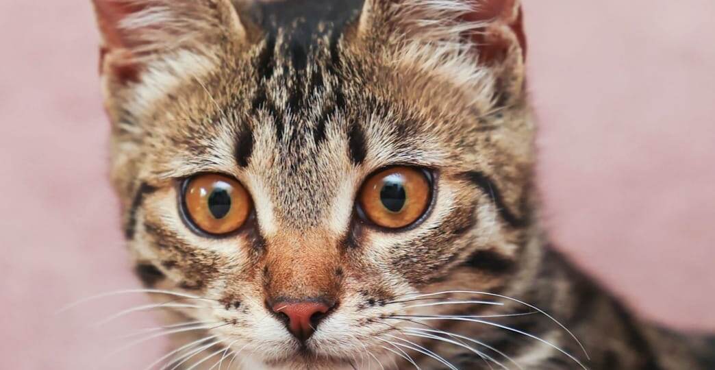 ❗ДОМА❗Из машины на трассе вышвырнули котёнка