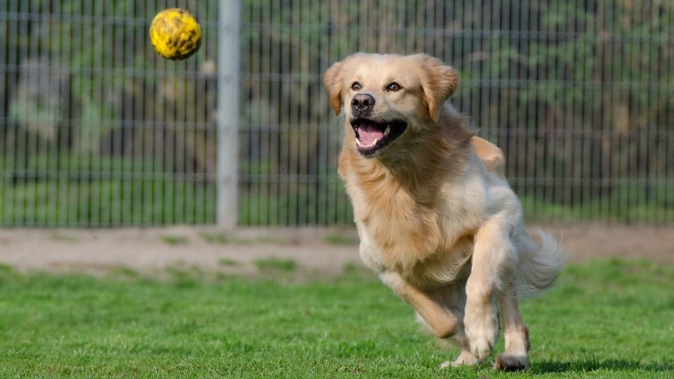 Фото с сайта https://www.press-line.ru/news/2015/08/na-ostrove-taty-shev-poyavilas-novaya-ploshhadka-dlya-vy-gula-i-dressirovki-sobak