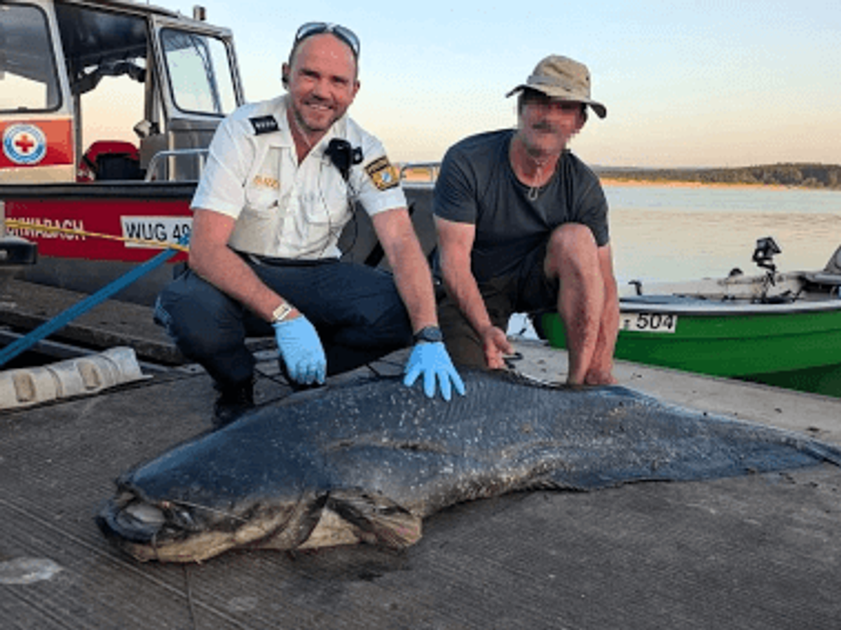    Сом, напавший на участников фестиваля Burning Beach© Фото : x.com/Polizei Mittelfranken (Полиция Средней Франконии)