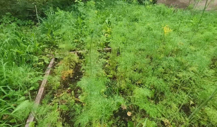    Фото: Лукьянов Дмитрий, AgroXXI.ru