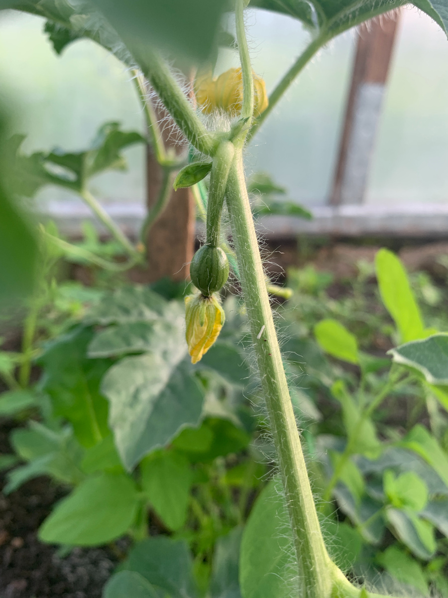 В моей маленькой тепличке растёт и наливается соками пока ещё крохотная дынька. Я горжусь её стремлением к жизни и росту. Она рождает во мне упорство. Главное помнить: после холодного, сырого лета, обязательно будет тёплая, сухая осень))) Созерцайте...