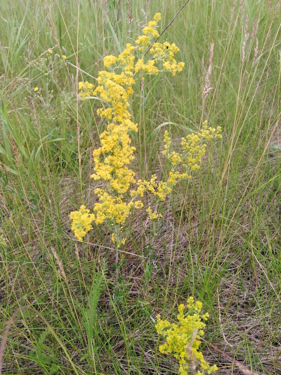 Желтая кашка. фото автора