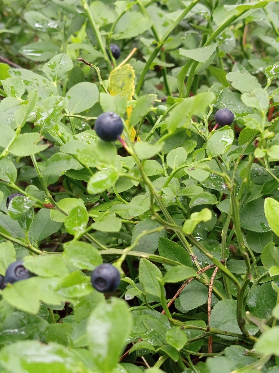 Черника. Фото автора